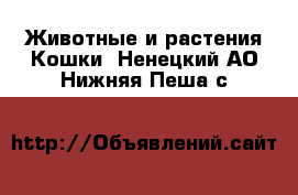 Животные и растения Кошки. Ненецкий АО,Нижняя Пеша с.